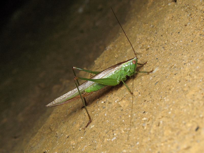 Conocephalus fuscus